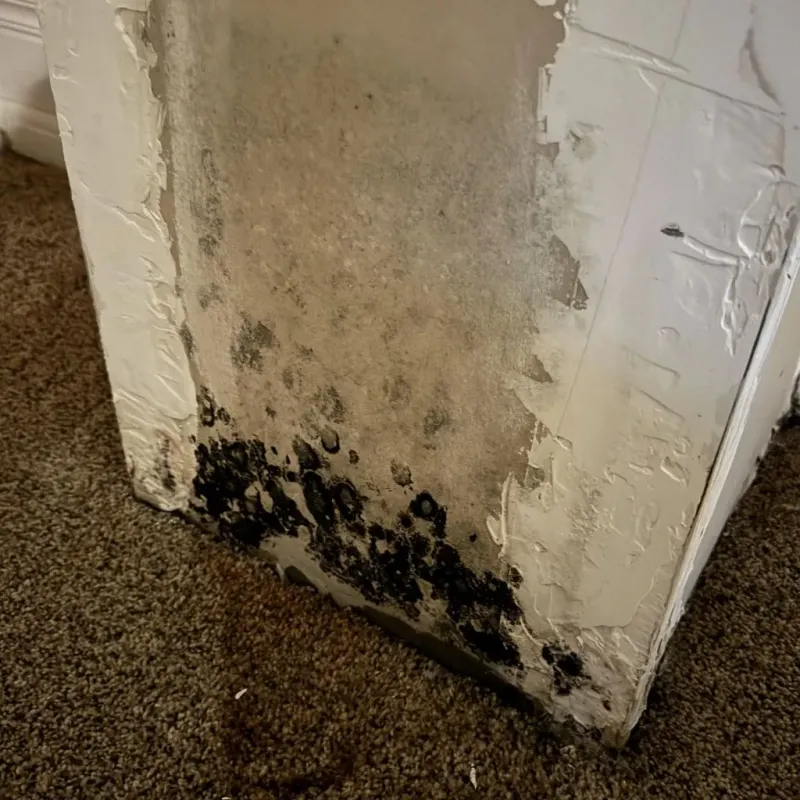 Professional Mold Removal in Bellingham, MA
